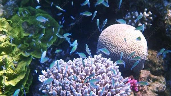 Schools of beautiful damsel-fish (Chromis viridis) among corals, biodiversity in tropical marine ecosystems of coral reefs that still remains untouched by human activities in the Red Sea
