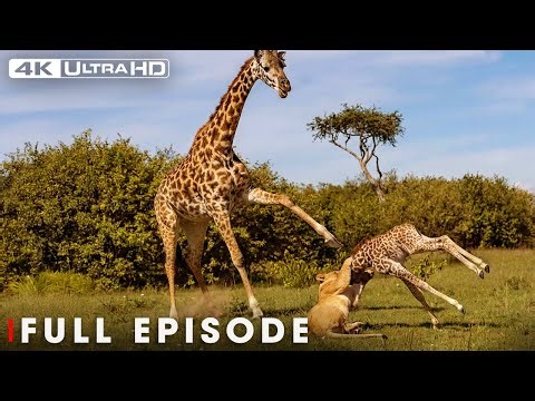 World's Deadliest MEGA EPISODE | BRUTAL CONFLICT | Nature Animal Documentary