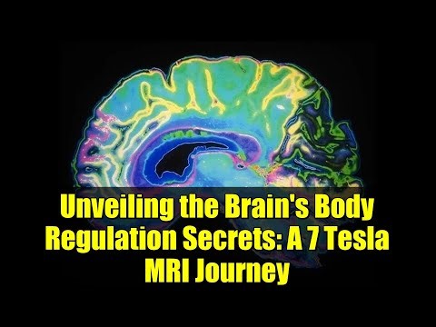 Unveiling the Brain's Body Regulation Secrets: A 7 Tesla MRI Journey