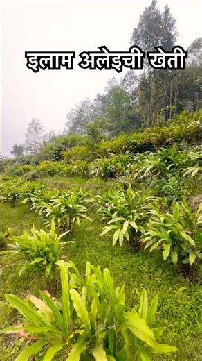 इलाम अलेइची खेती हेर्नुहोस | Nepal Big Cardamom Farm #nepal