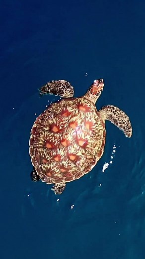 Dramatic Sea Music for Underwater Adventure | Ocean Wildlife Exploration