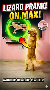 Max vs TV Lizard 🦎🐶 | He Thought It’s REAL 😂||#shorts #viral #trending #funny #cutedog #petlover