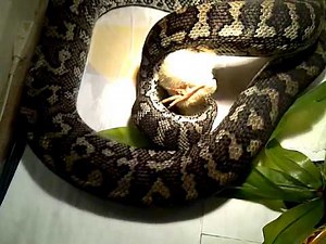 coastal carpet python bites chick on the head