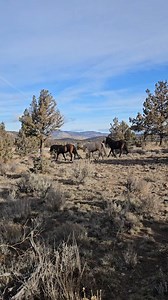 Smooth pasture move for Thunder's herd....slow, silent, safe 🫶 Just how we like them! | Broken Arrow Ranch & Sanctuary