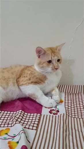 Mashallah amazing facts about cats #mashallah#amazingfactsaboutcats#cats#amazing#facts#lovely#shorts