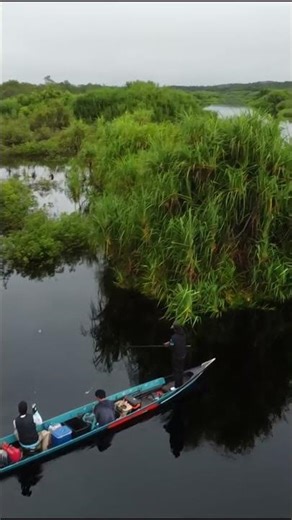 Berburu Ikan Monster di Sungai Warna Hitam Sebangau