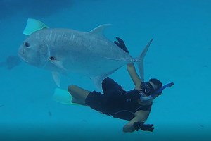 Awesome Aitutaki - The Fishing Website