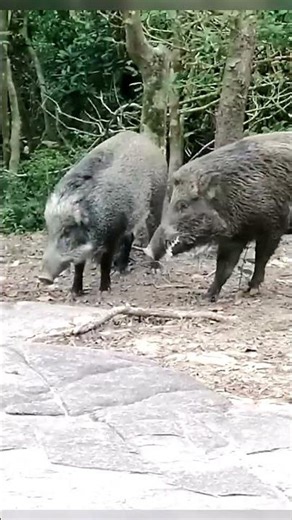 Wild Boar Mating Behavior | Nature’s Powerful Moment in the Wild #wildboar #pig #pigfeed #pigtrap