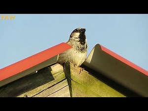 House Sparrow Call | Song, Calling, Chirping