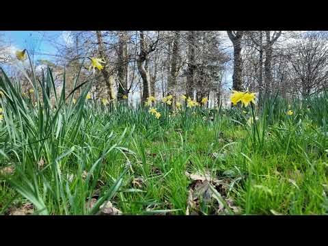 Springtime Ambience