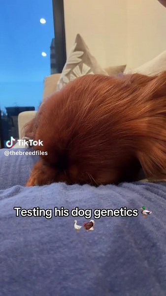 This little spaniels still got it 💪🦆 There's so much more to every breed than what you see on social media. Learn the history, purpose, health, and temperament of dogs on The Breed Files podcast. New episodes every Wednesday! #dogsoftiktok #DogTok #doglover #cavaliersoftiktok #cavalierkingcharlesspanielsoftiktok