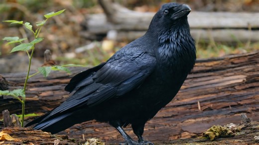 This raven didn’t know I was watching