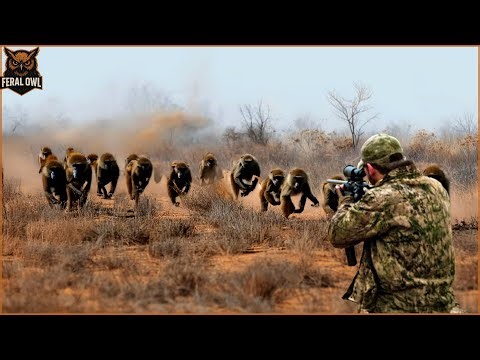 FULL VIDEO: How Do Hunters and Farmers Deal with Millions of Wild Monkey & Baboon By Gun And Trap