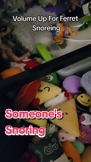 FuffyFerrets on TikTok