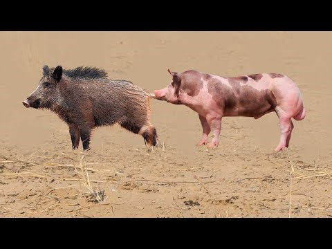 The insane mating of a pig with a wild boar, see what happened!