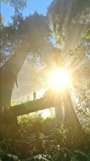 😍 Heaven on Earth 🌿 Cinematic Forest Sunrise | Ultra Real Nature 4K
