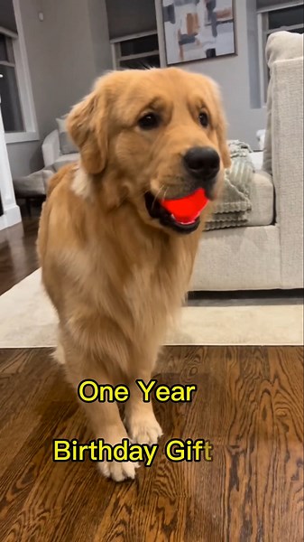 Golden Retriever Transformation One Month to Two Years👑 #shortsfeed #shorts #dog #goldenretriever