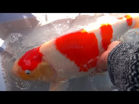 What is the most beautiful Nishikigoi in the world?