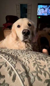 We want FOOD. 😋 PollyPops, Bubbacini and Rosie | Along Came Polly, Rosie and Bubba