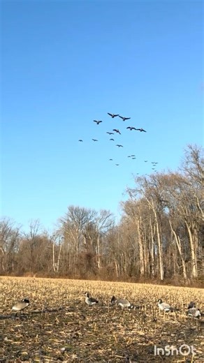Geese Decoying Perfectly… Maryland Field Hunt #goosehunting #hunting #outdoors