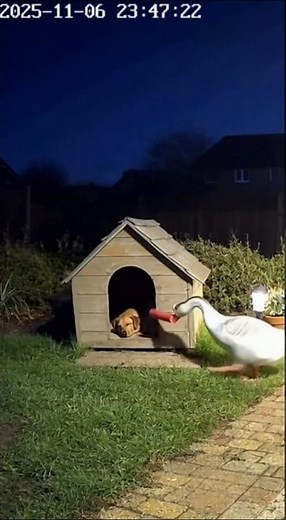 Goose Throws Firecracker Into Doghouse… Dog Wakes Up Furious | Real CCTV