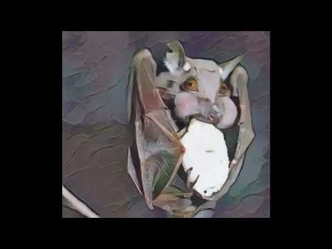 Bat as a Celtic Animal Symbol
