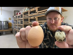 Quail Eggs vs Chicken Eggs