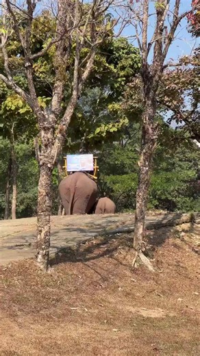 This is so sad 😞🐘 Please don’t ride an elephant 🙏🏼 This was in Vang Vieng Laos