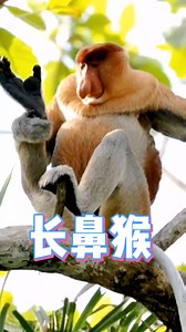 Proboscis hanging monkey Need work I can do it all! Proboscis monkey 🐒💚 Hanging out #MonkeySkills #PrimateHumor | Lily's Pets