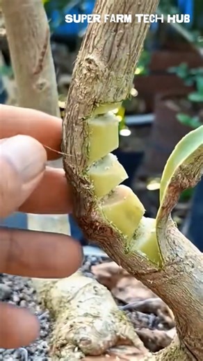 Simple but Quick Ways to Shape a Bonsai Tree | Bonsai Training for Beginners 🌿 #farminglife