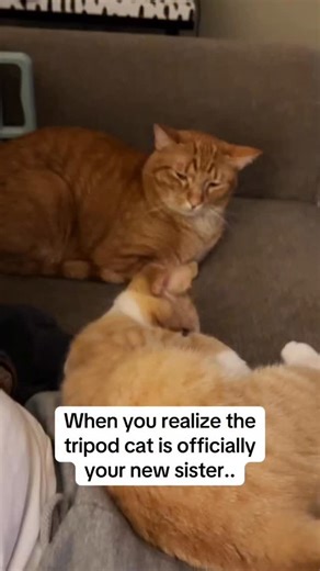 The CT Oranges on Instagram: "Frank is unsure about the prospect of raising another orange kitten, but he’ll make it work😂☘️🐱 #orangecat #cat #catsofinstagram #cats #catlover"