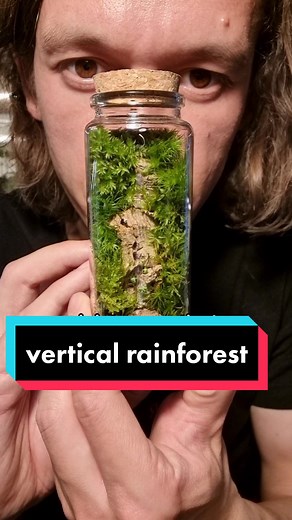 How to Source Quality Moss for Terrariums