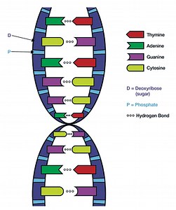DNA