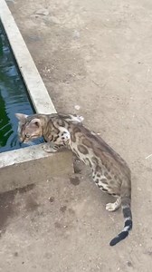 22 reactions | Bengal cats LOVE water, unlike most breeds of cats. ❤️ | The Monkey Farm | Facebook