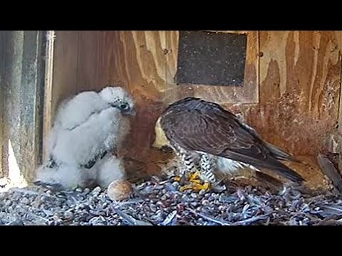 Box Camera - FalconCam Project LIVE