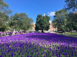 Opioid crisis toll reflected in field of flags on Boston Common - The Boston Globe