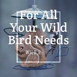 4K views · 767 reactions | Stock up on our favorite wild bird supplies and visit Wild Birds Unlimited today! | Wild Birds Unlimited | Facebook