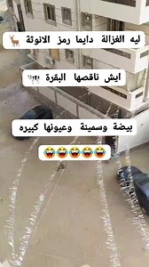 1.3M views · 552 reactions | ليه الغزالة دايما رمز الانوثة 歷 ايش ناقصها البقرة  بيضة وسمينة وعيونها كبيره  | مقصوده | Facebook