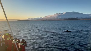 21K views · 154 reactions | Wow amazing whale watching again and again. We are getting spoiled here in Dalvik north Iceland by humpback whales. We were close to 18 humpback whales today and knew about at least 10 more. In this video 6 together, then two groups of 4. November is looking good. #humpbackwhale #whale #Iceland #whalewatching #wildlifephotography #wildlife #naturephotography #travelphotography #Dalvik #arcticseatours #adventure #northiceland | Arctic Sea Tours | Facebook