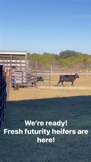 Fresh load of heifers have arrived! T-minus 8 days 2025 NCHA Futurity, Thanks Alan Steen! @ | Russ Elrod Cutting Horses