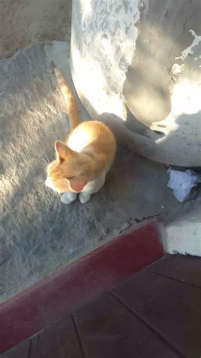 minha gatinha esperando a comida #cat #deuscuidademim