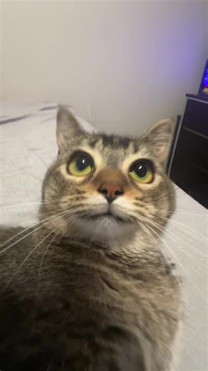 i’ll never love 😩🥲 #fyp #cat | cat