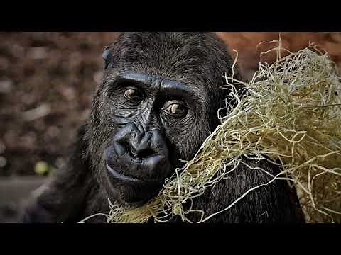 Affen Brüllen - Affengeräusche im großen Affentheater