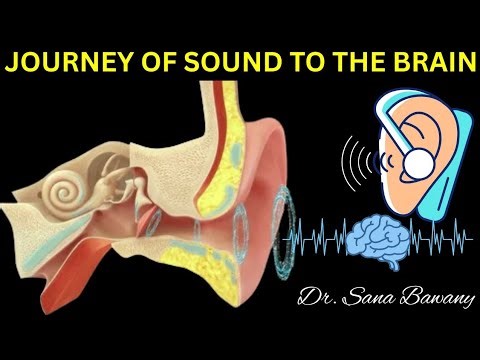 How We Hear || Journey of Sound to the Brain || How Your Ear Works?