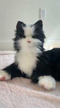 JOY FOR ALL Interactive Comfort Cat for People with Dementia - Demo: hear the meows and purrs! CUTE