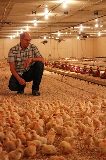 Our chickens are free-run (not free-range), which means that they live in a barn. We give them twice the amount of space as a conventional barn to provide them with a stress-free environment that helps them thrive. 🐔 We raise them without the use of routinely administered antibiotics, and as is the case with all Canadian chicken, without added growth hormones or steroids. All the chicken you purchase at the market is Lepp-raised, right here in Abbotsford! | Lepp Farm Market