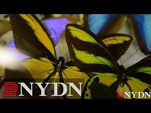 A Sneak Peak of NYC's Butterfly Conservatory
