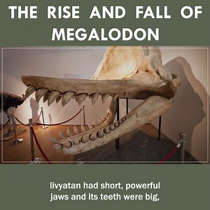 The Rise And Fall Of Megalodon! | Eons • PBS