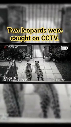 Two leopards were caught on surveillance cameras. #viral #tiger #leopardrescue #ai #aivideo
