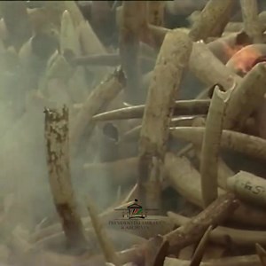 2K views · 36 reactions | In July of 1989, President Daniel arap Moi ignited a global movement against poaching by burning 12 tons of ivory in Nairobi National Park. This bold act sent a powerful message: Kenya stands against the illegal ivory trade. As we mark #WorldWildlifeDay today, we honour Kenya’s legacy in wildlife conservation and renew our commitment to protecting our endangered species. Kenya Wildlife Service Nairobi National Park | In History | Facebook